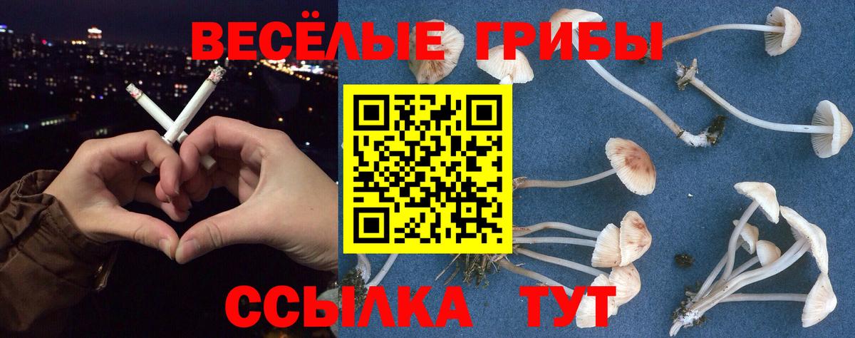 Псилоцибиновые грибы Psilocybe Чапаевск